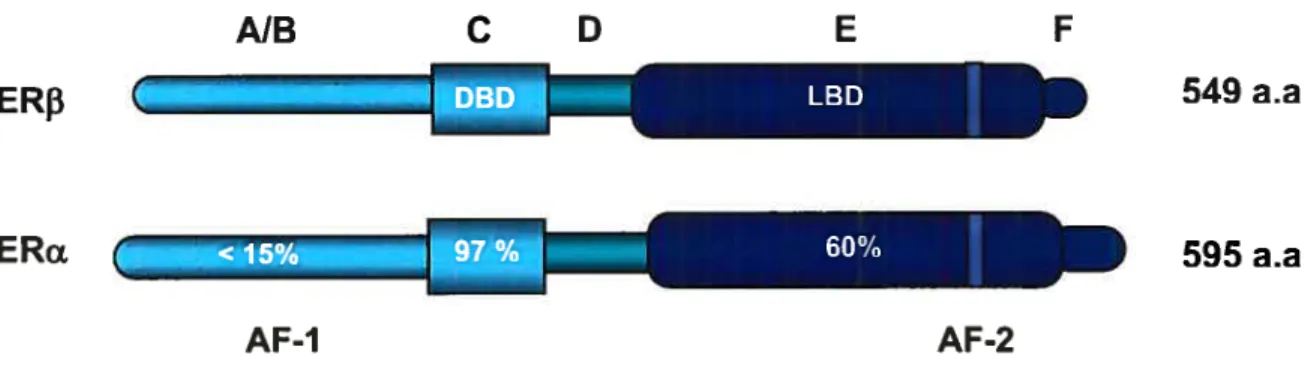 Figure 1 : Représentation schématique de la structure des récepteurs aux estrogènes, incluant leurs domaines fonctionnels.