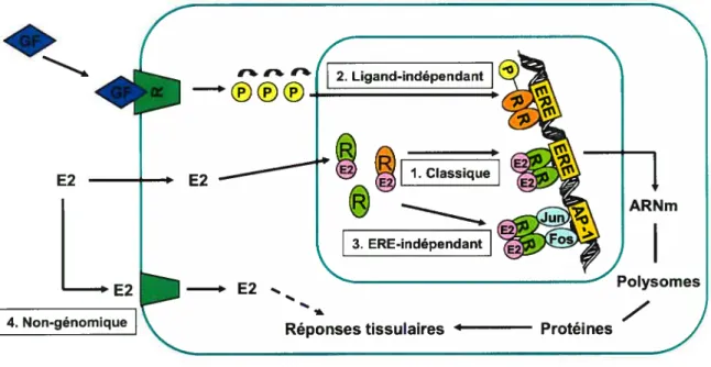 Figure 2 : Les différents mécanismes de signalisation de l’estradiol et des récepteurs aux estrogènes.