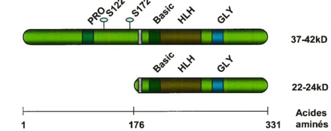 Figure 4: Schéma représentant la protéine Tal-1, les différentes isoformes pouvant être obtenues par épissage alternatif.