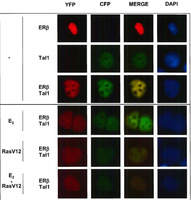 figure 6 La localisation cellulaire de Tal-1 et ERf3 est nucléaire.