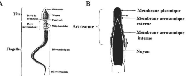 Figure 1: Structure d’un spermatozoïde. (A) Schéma d’un spermatozoïde. (3) Schéma de la tête d’un spermatozoïde.