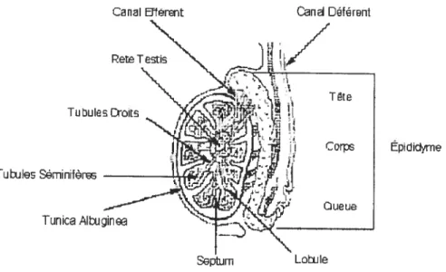 Figure 2: Structure d’un testicule.