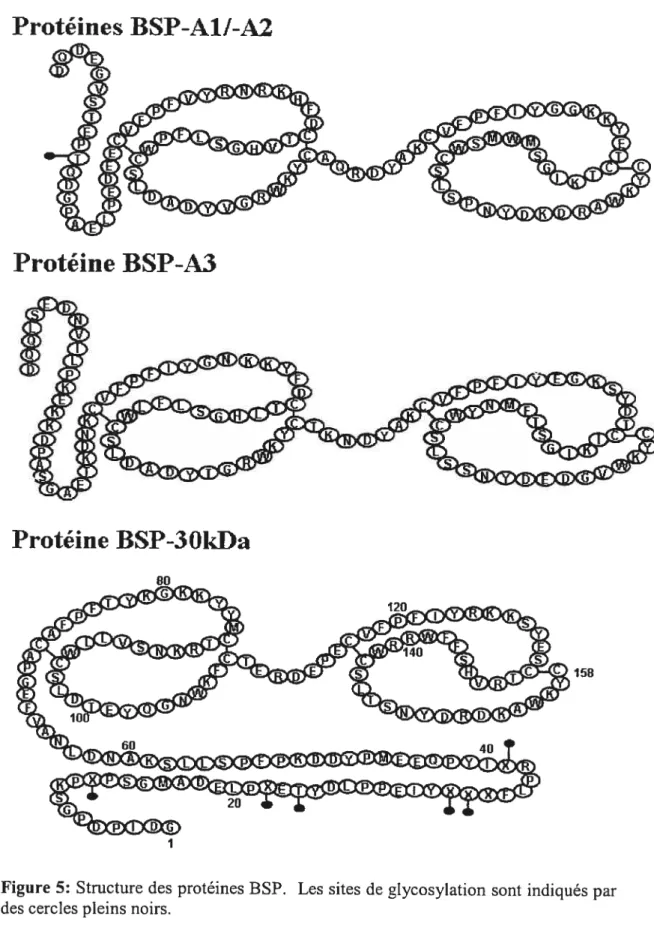 Figure 5: Structure des protéines BSP. Les sites de glycosylation sont indiqués par