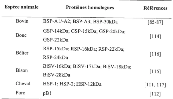 Tableau I : Homologues des protéines BSP chez différents mammifères. Espèce animale Protéines homologues Références