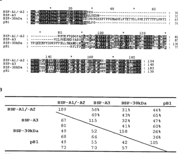 Figure 7: Comparaison entre la séquence d’acides aminés des protéines de la famille des protéines BSP et celle de pBl