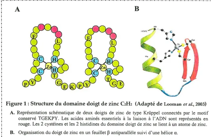 Figure 1: Structure du domaine doigt de zinc C2H2 (Adapté de Looman et al., 2003)