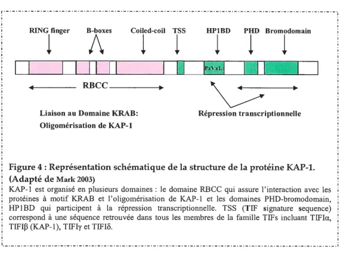 Figure 4: Représentation schématique de la structure de la protéine KAP-1. (Adapté de Mark 2003)