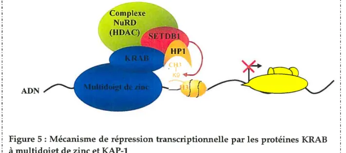 Figure 5: Mécanisme de répression transcriptionnelle par les protéines KRAB à multidoigt de zinc et KAP-1