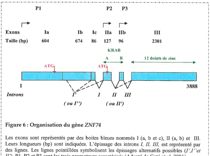 Figure 6: Organisation du gène ZNF74