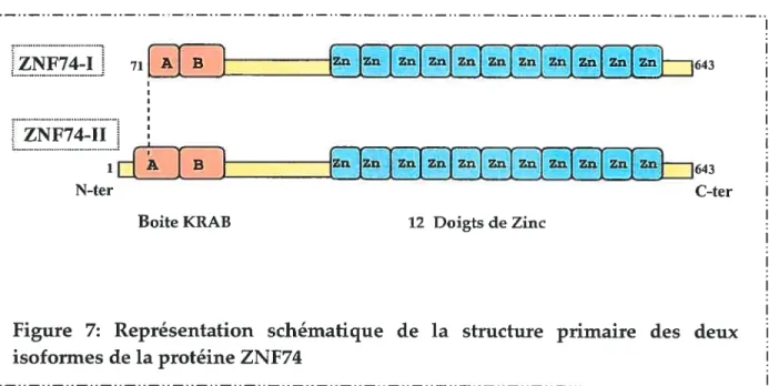 Figure 7: Représentation schématique de la structure primaire des deux isoformes de la protéine ZNF74