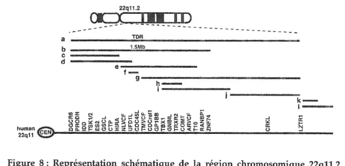 Figure 8: Représentation schématique de la région chromosomique 22q1t2