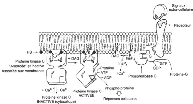 figure 8. Modèle d’activation des PKC associées aux membranes. (Voir la section 1.3.5 pour