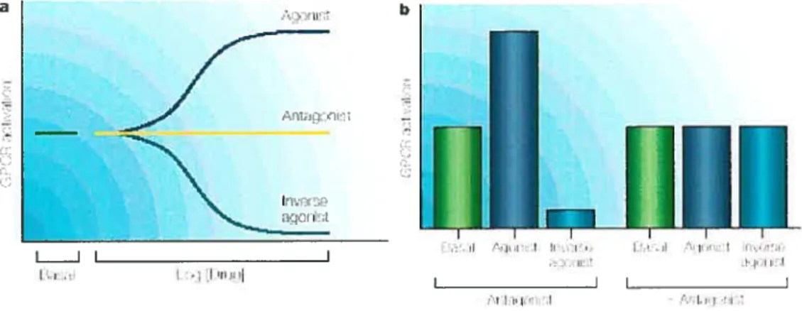 Figure 1.2 Effets des divers ligands sur l’activation des RCPGs. (a) L’agoniste augmente l’activité du récepteur menant à une réponse biologique, tandis que