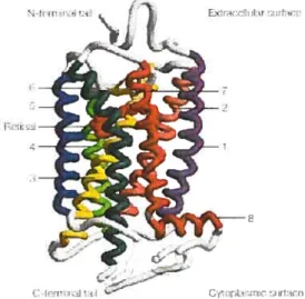 Figure 1.5: Structure de la rhodopsine. Tiré de Tue State oJGPCR ResearcÏi in 2004 (29).