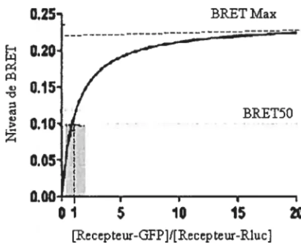 Figure 1.8: Courbe théorique de saturation BRET. Le signal BRET représenté en fonction des fusions du donneur-GfP/accepteur-Rluc permet de considérer les mesures comme étant quantitatives uniquement si la fluorescence et la luminescence sont respectivement