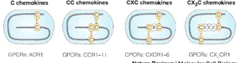 Figure 1.10: Schéma de classification des chimiokines et leurs récepteurs. Tiré de Sodhi, A