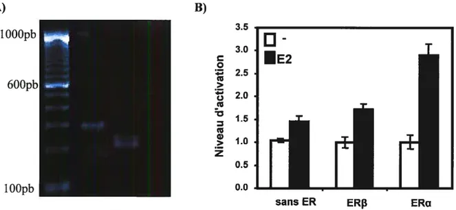 Figure 6. Les IIEK 293-I répondent à l’estrogène lorsque les récepteurs sont transfectés