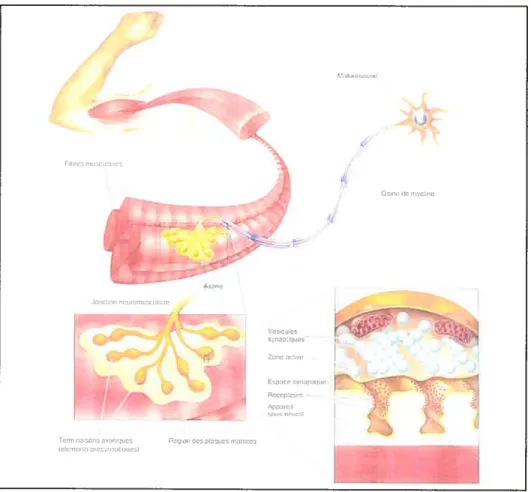 Figure 1. Représentation de la jonction neuromusculairet2.