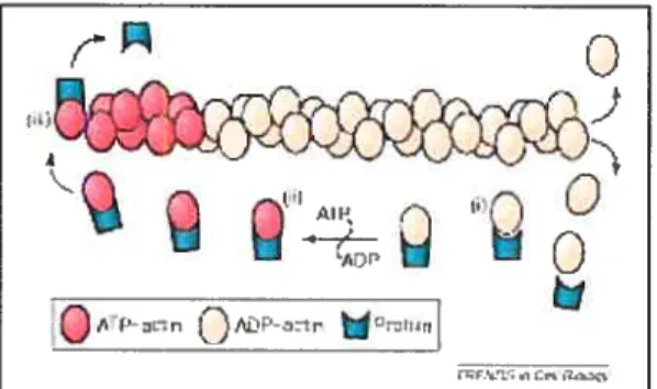 Figure 4. Rôle de profihine dans la polymérisation de 1actineU°7).