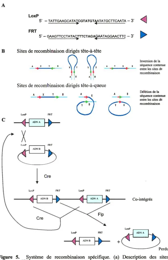 Figure 5. Système de recombinaison spécifique. (a) Description des sites spécifiques’21