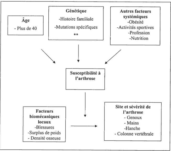 Figure 1. Facteurs de susceptibilité à l’arthrose.
