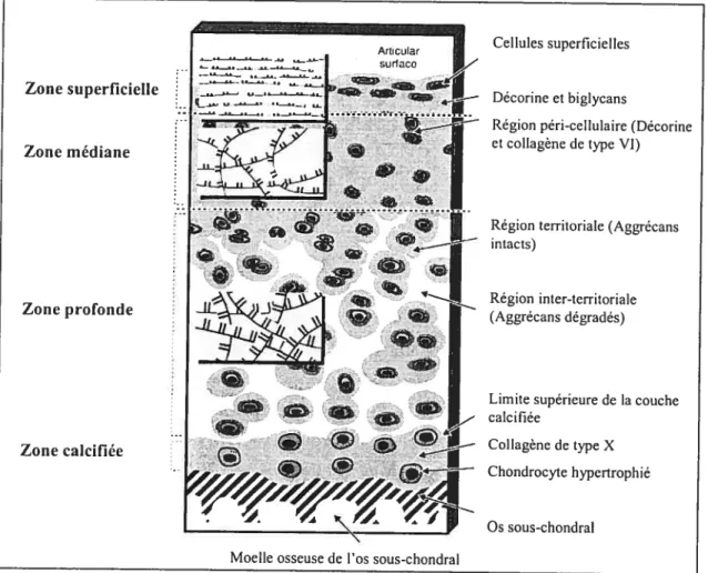 Figure 2. Schématisation de la composition et de la structure du cartilage articulaire.