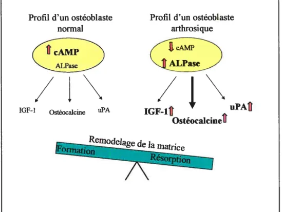Figure 4. Représentation schématique d’un ostéoblaste normal et arthrosique de l’os sous-chondral sur le remodelage osseux.