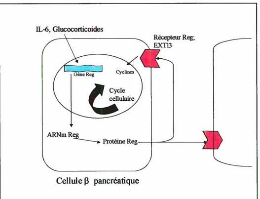 Figure 6. Le système Reg-EXTL3 dans la régénération des cellules f3 pancréatiques.