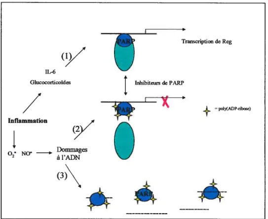 Figure 7. Rôles multiples de PARP-1 dans la réparation de l’ADN.