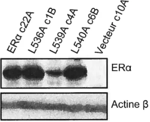 Figure 10 : Niveau d’expression de ERŒ de type sauvage ou mutant dans les cellules MDA-MB-231 transfectées de façon stable