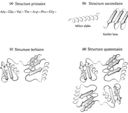 FIG. 1.1 — Les quatre niveaux d’organisation structurale chez les protéines. a) La struc