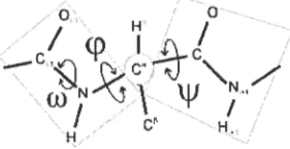FIG. 1.2 — Représentation d’une chaîne polypeptidique. On peut voir sur la chaîne les