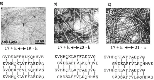 fIG. 3.1 — Trois modèle représentant l’organisation de A011_25 dans les fibrilles. a)