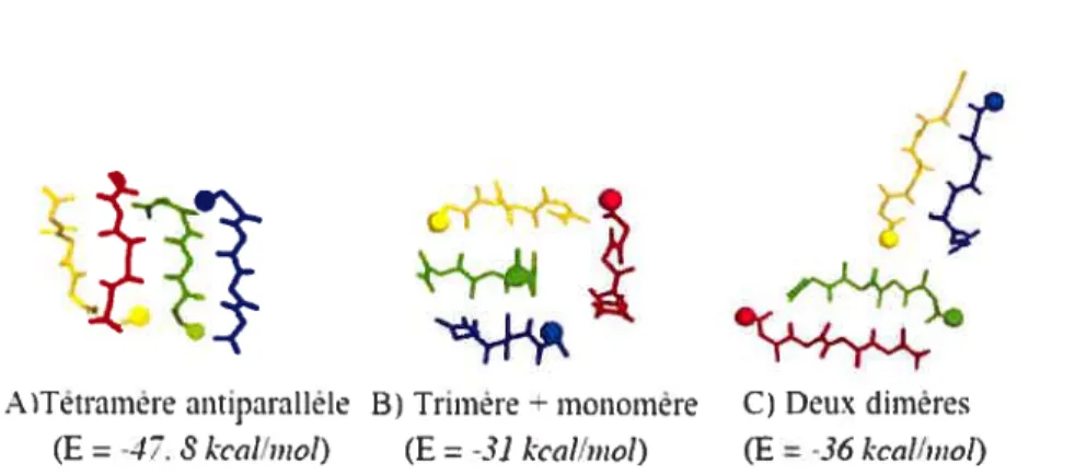 FIG. 4.1 — Structures de plus faible énergie obtenues par simulation ART-OPEP.