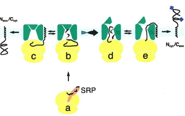 figure 2 Topogenèse des domaines transmembranaires