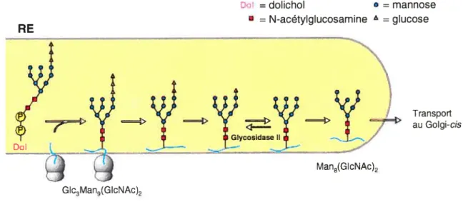 Figure 3 Biosynthèses des protéines avec des oligosaccharides N-liés