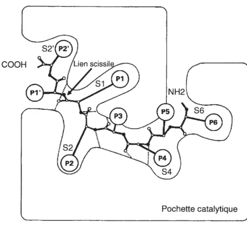 Figure 4 Représentation schématique de la pochette catalytique de la furine selon la nomenclature de Schechter et Berger (1967)