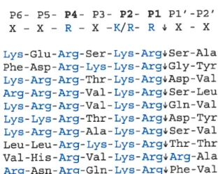 Tableau 1 Classification des substrats clivés après des arginines selon Seidah et cou