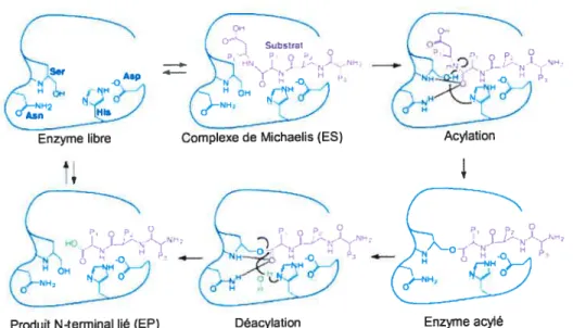 Figure 9 Mécanisme de la catalyse du lien peptidique par les protéases à sérine
