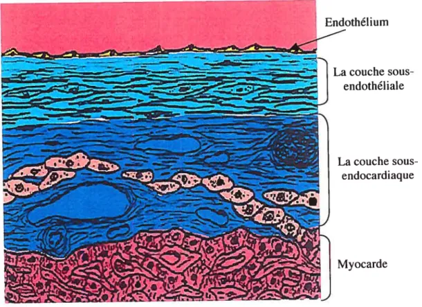 Figure 2: Une présentation schématique de l’endocarde.
