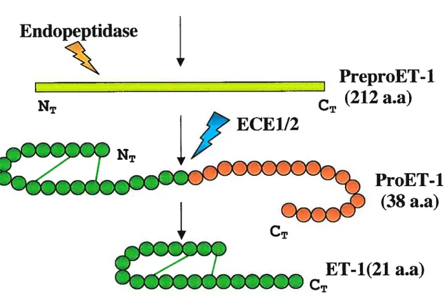 Figure 6: La voie de biosynthèse et la séquence péptidique de l’ET-l.