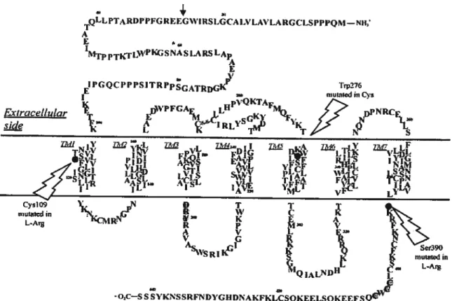Figure 7 : Structure secondaire du récepteur ETB. Les sept domaines transmembranaires ÇM) sont numérotés de 1 à 7 avec les domaines extra et intracellulaires du récepteur