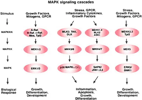 Figure 8. Une vue simplifiée des voies essentielles de la cascade des MAPK. Tirée du site internet: www.cellsignal.com/retail/reference/pathway/GPCR.asp