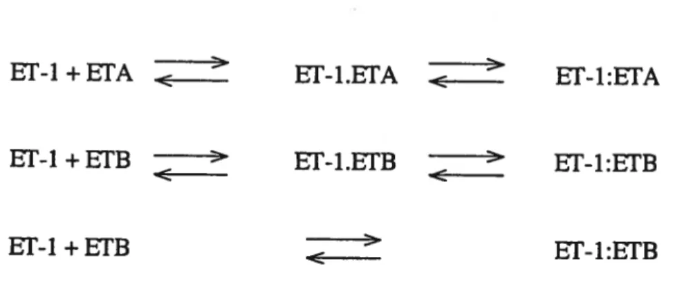 Figure 10 : Une représentation schématique des états intermédiaires menant à l’état irreversible du complexe ET-hEUR