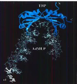 Figure 2. Co-cristal TBP-ADN (boîte TATA). TBP est illustré en bleu et adopte une forme de selle