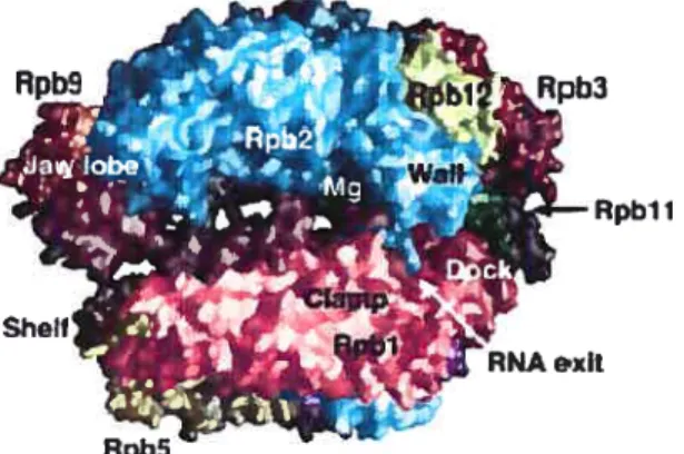 Figure 6. Structure de l’ARNP II présentant les différents modules de l’enzyme.