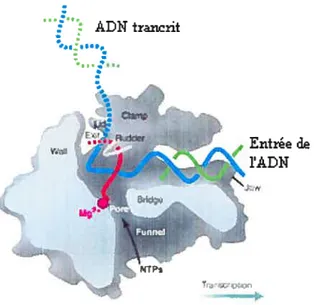 Figure 7. Voie empruntée par l’ADN lors de la transcriptïon