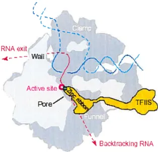 Figure 9. Schéma des interactions de 1’ARNP II avec TFIIS.