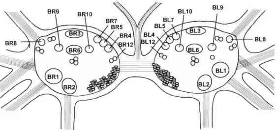 figure 1 .7- Carte des différents neurones identifiés dans les ganglions buccaux. Positions symétriques des cellules des deux ganglions