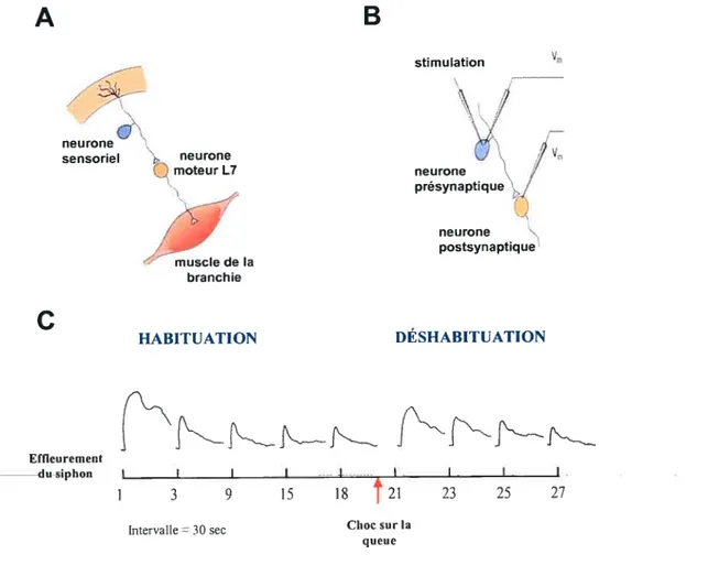 figure 1.10- Habituation étudiée au niveau cellulaire. (A) Représentation simplifiée de l’organisation anatomique du réflexe de retrait